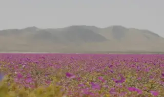 Пустинята Атакама се покри с пъстър килим от цветя 
