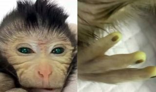 Учени създадоха първата в света маймуна с два комплекта ДНК