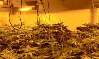 Разкрита е наркооранжерия в сградата на бившия стъкларски завод в гр. Перник