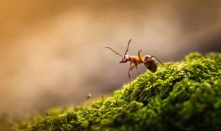 Ловец откри триметров мравуняк (СНИМКИ)