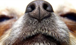 Това чихуаха е най-старото куче на света (ВИДЕО)