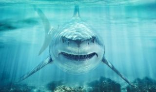 Египетските власти разследват агресивното поведение на акулата, нападнала руснак на плажа