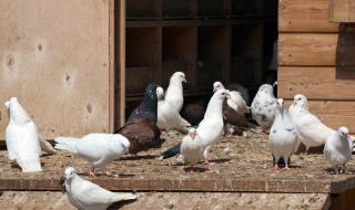 Няма прошка: 8 месеца затвор за кражба на гълъби