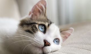 Ето кои са най-умните породи котки
