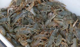 Задържаха бракониери с хиляди речни раци край "Батак"