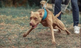 Развъдник за питбули се оказа без лиценз