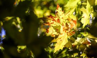 Над по-голямата част от страната ще преобладава слънчево време