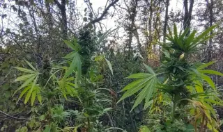 A lot of cannabis was found in a private property near Sevlievo 