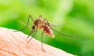 Google обяви война на комарите (ВИДЕО)