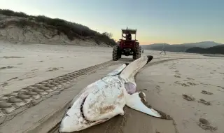 Драма край Южна Африка: Акула-човекоядец излапа делфин, но я глътна косатка ВИДЕО