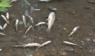 Хиляди мъртви риби изплуваха в р. Ботуня