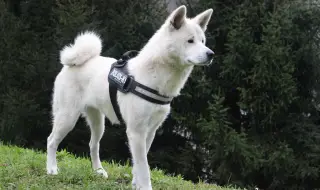 Акита – особености, отглеждане и как да намерите подходящо куче в Bazar.bg