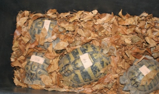 Снахата на Цар Киро се призна за виновна за костенурките