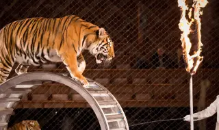Тигър скочи в публиката по време на цирково шоу в Русия (ВИДЕО)