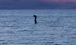 Мистериозно чудовище изплува от водите на Преспанското езеро (ВИДЕО)