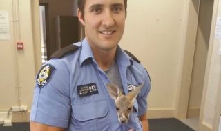 Австралийски полицай осинови малко кенгуру