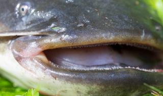 Сом-чудовище нападна рибари в язовир край Гълъбово