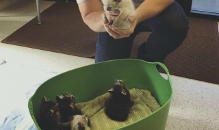 Боклукчия спаси шест малки котенца