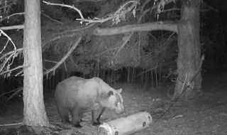 Как да опазим кафявите мечки в България, но и да осигурим безопасността на хората?