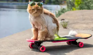 Котка влезе в рекордите на "Гинес" със скейтборд (ВИДЕО)
