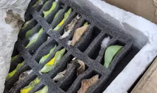 Митничари разкриха контрабанда на какавиди на тропически пеперуди