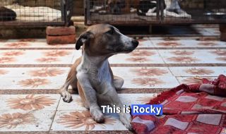 Съдбата на улично куче в Индия трогна сърцата на милиони (ВИДЕО)