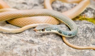 Австралийка "очисти" отровна змия с прахосмукачката си (ВИДЕО)