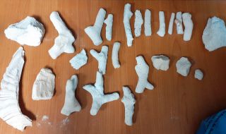Задържаха парчета защитени корали на Летище София