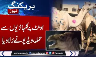 Пакистанец отряза крака на камилата си, чакат го 5 години затвор