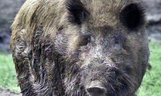 Започва масов отстрел на диви прасета в Добричко
