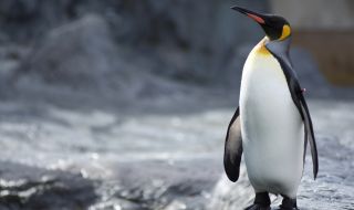 Почина най-възрастният кралски пингвин, отглеждан от хора