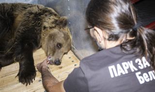 Мечката Ива е новият обитател на мечия парк в Белица