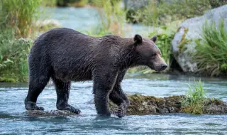 Доберман спаси стопанина си от мечка и влезе в Залата на славата