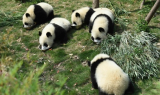 10 арестувани в Китай за убийство на панда