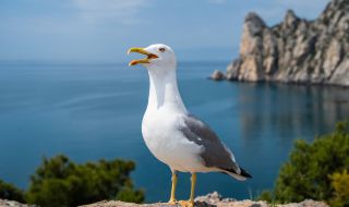 Орнитолог обясни разликата между чайка и гларус