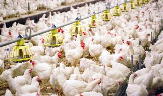 Край на масовото избиване на пиленца в Германия