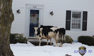 Внимание: Избягали крави продават млечни продукти от врата на врата