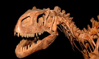 Мистериозен скелет на динозавър бе продаден за 2 млн. евро