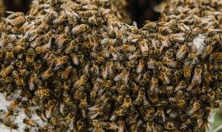 Мъж се покри с почти 64 килограма пчели за рекорд на Гинес (ВИДЕО)