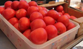 Българският домат не е предпочитан от търговците