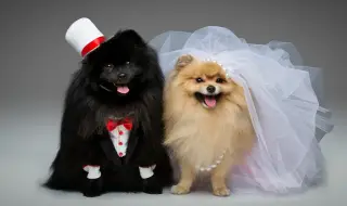 Кучешките сватби - хит в Китай (ВИДЕО)