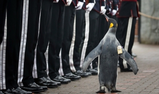 Пингвин стана генерал