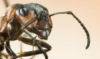 Този трик прогонва мравките от дома ви