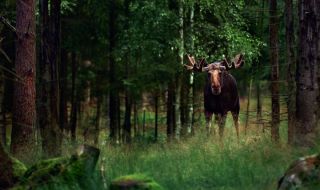 Администрацията на Байдън ще посади над 1 милиарда дървета в САЩ 