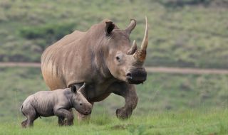 Развъдник планира да пуска в природата по 100 бели носорога годишно