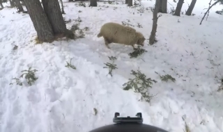 Сноубордист се натресе на ... овца (ВИДЕО)