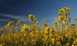 Слънчева сряда