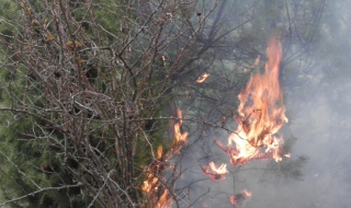 Изгоря 100 дка иглолистна гора в Смолянско