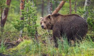Руснак отхапа езика на мечка