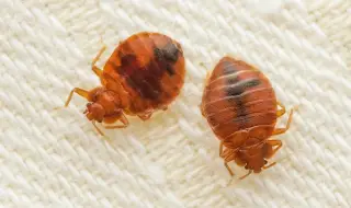 Дървеници нахапаха десетки зрители, докато гледат "Пришълецът" в кино салон